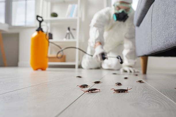 Affordable Ant Control solutions in New London, OH